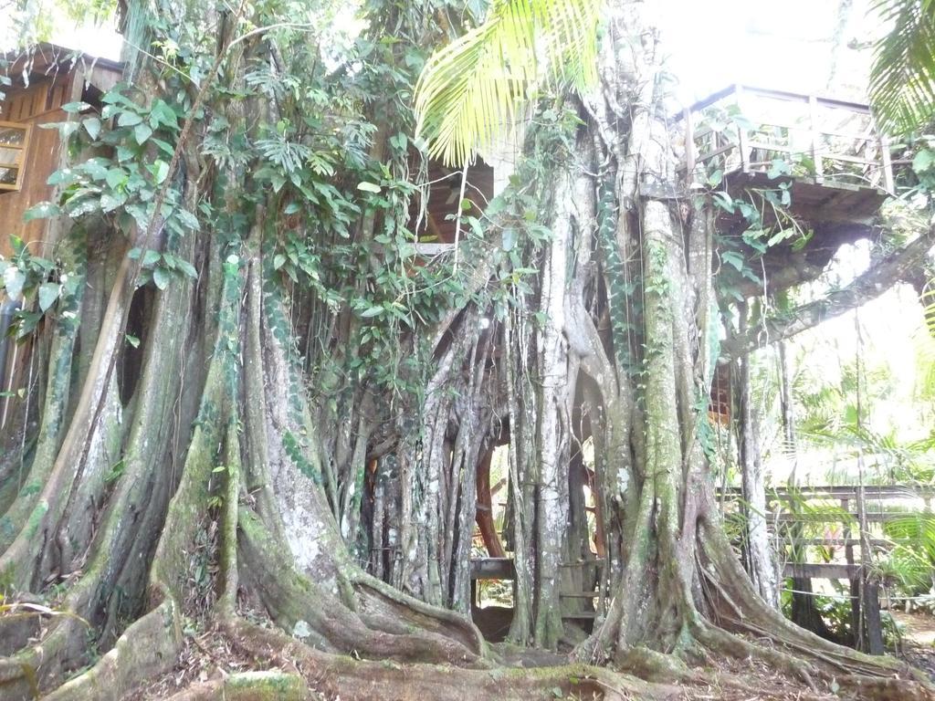 Topos Tree House Cahuita Exterior foto