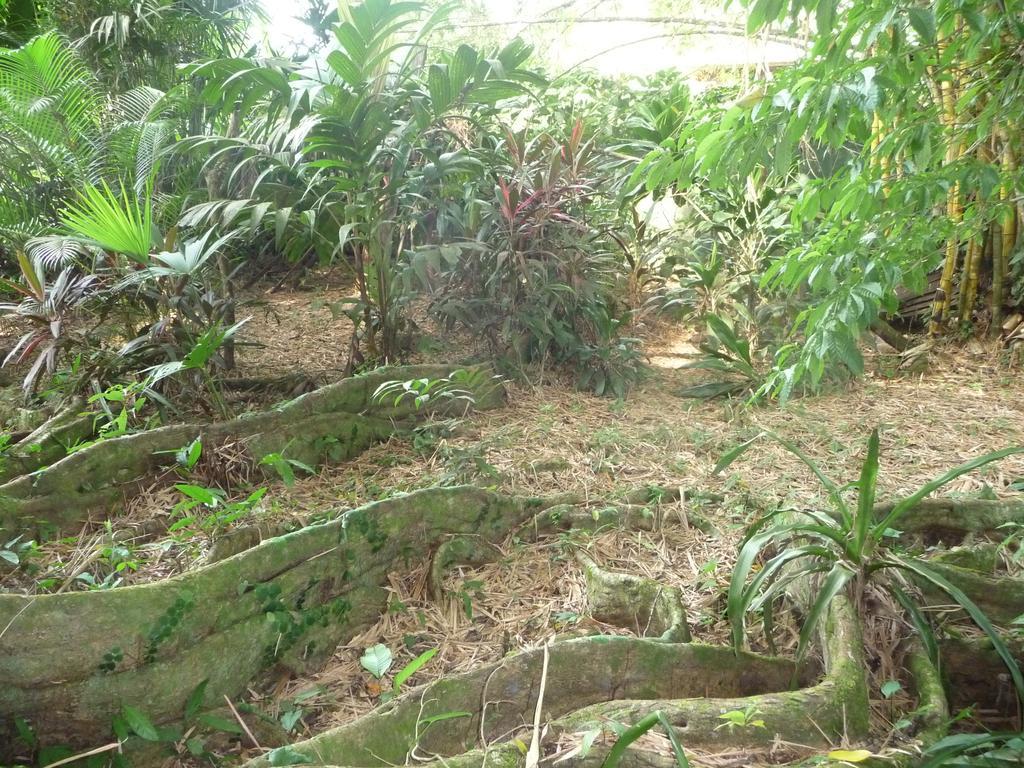 Topos Tree House Cahuita Exterior foto